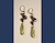 Tourmaline in Quartz Earrings